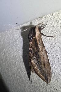 <i>Sphinx ligustri</i>