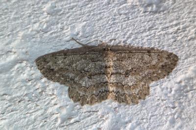 <i>Hypomecis punctinalis</i>