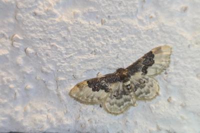 <i>Idaea rusticata</i>