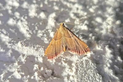 <i>Endotricha flammealis</i>