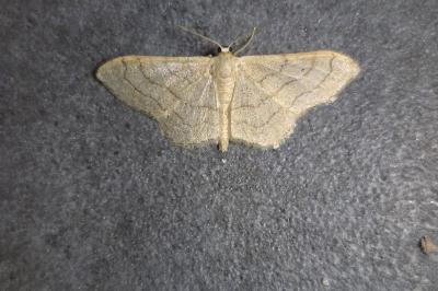 <i>Idaea aversata</i>