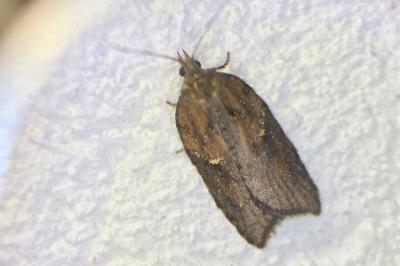 <i>Acleris hastiana</i>