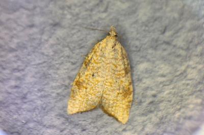 <i>Aleimma loeflingiana</i>