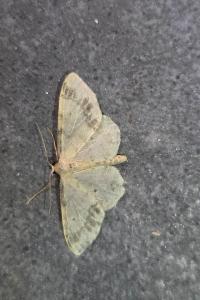 <i>Idaea trigeminata</i>