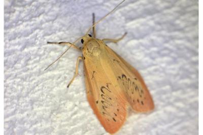 <i>Miltochrista miniata</i>