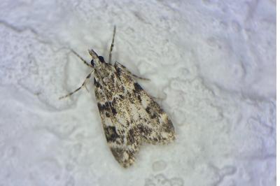 <i>Eudonia delunella</i>