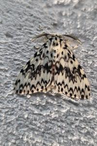 <i>Lymantria monacha</i>