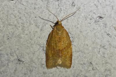 <i>Clepsis consimilana</i>