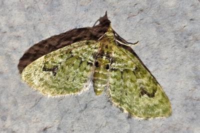<i>Chloroclystis v-ata</i>