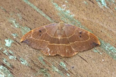 <i>Watsonalla binaria</i>