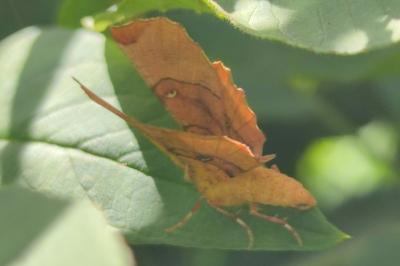 <i>Selenia lunularia</i>