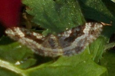 <i>Epirrhoe alternata</i>