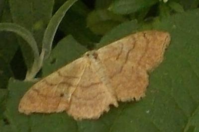 <i>Idaea aversata</i>