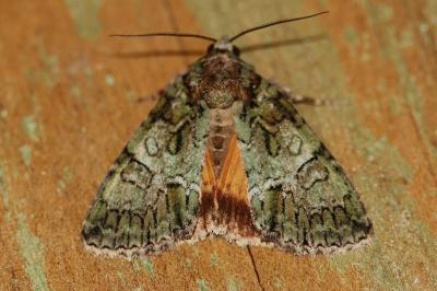 <i>Polyphaenis sericata</i>