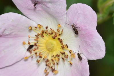 <i>Micropterix aruncella</i>