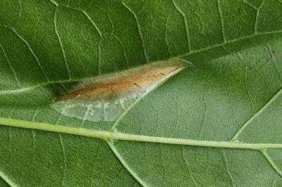 <i>Phyllonorycter platani</i>