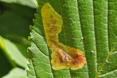 <i>Cameraria ohridella</i>