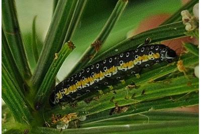 <i>Depressaria daucella</i>