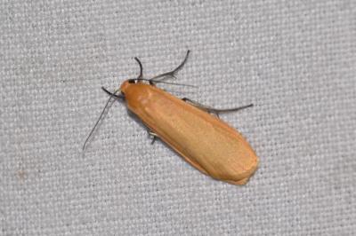 <i>Wittia sororcula</i>