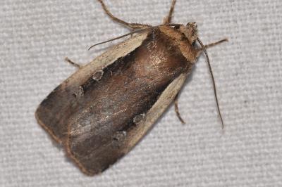 <i>Ochropleura plecta</i>