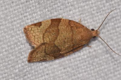 <i>Pandemis cerasana</i>