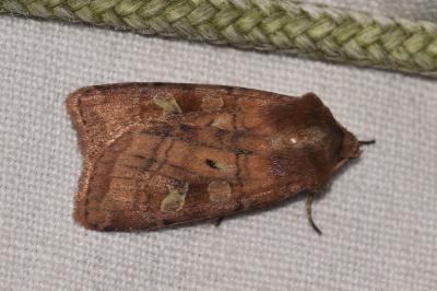 <i>Diarsia rubi</i>