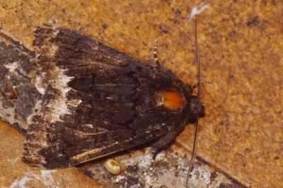 <i>Catephia alchymista</i>