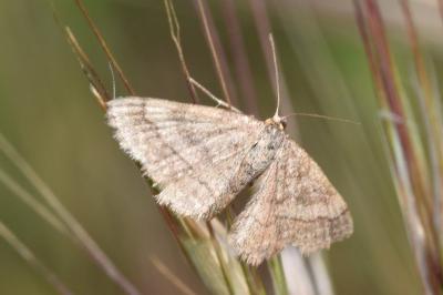 <i>Scopula rubiginata</i>