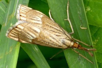 <i>Chrysocrambus linetella</i>