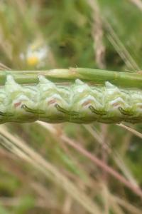 <i>Cucullia chamomillae</i>