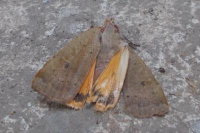 <i>Noctua pronuba</i>
