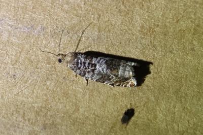 <i>Ancylis achatana</i>