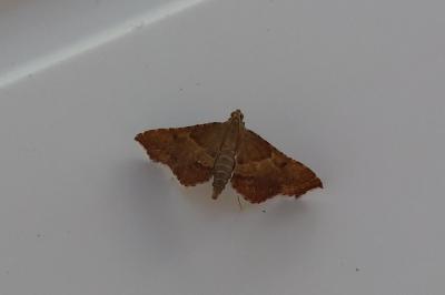 <i>Endotricha flammealis</i>