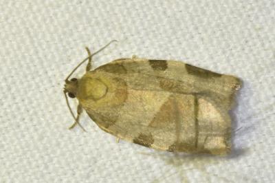 <i>Choristoneura hebenstreitella</i>