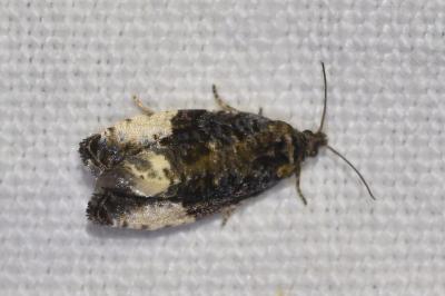 <i>Hedya pruniana</i>