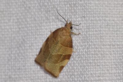 <i>Pandemis cerasana</i>