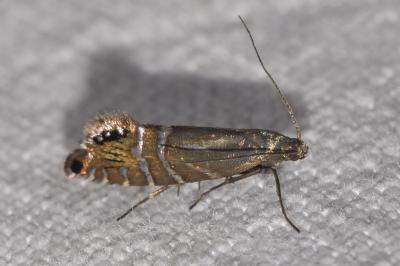 <i>Glyphipterix thrasonella</i>