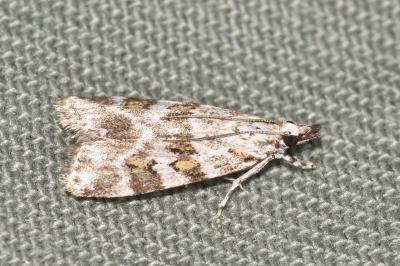 <i>Scoparia pyralella</i>