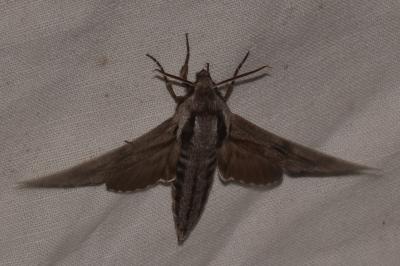 <i>Hyloicus pinastri</i>