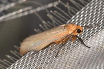 <i>Katha depressa</i>