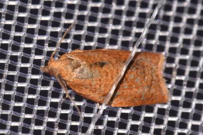 <i>Clepsis consimilana</i>