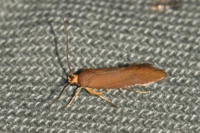 <i>Crassa unitella</i>
