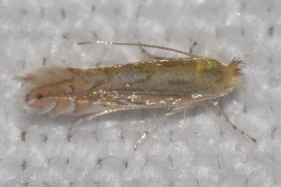<i>Phyllonorycter quercifoliella</i>