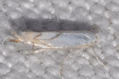 <i>Phyllonorycter harrisella</i>