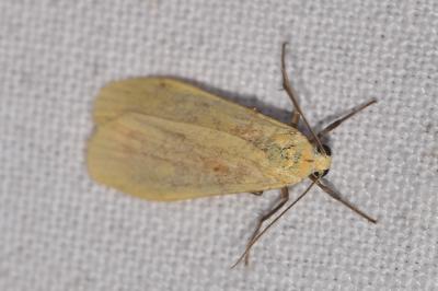 <i>Wittia sororcula</i>