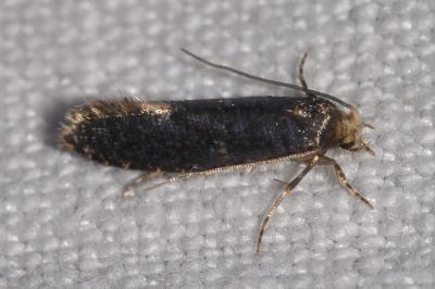 <i>Monopis laevigella/weaverella</i>