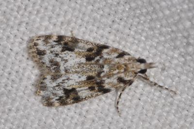<i>Eudonia delunella</i>