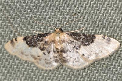 <i>Idaea filicata</i>
