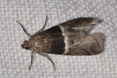 <i>Elegia atrifasciella</i>