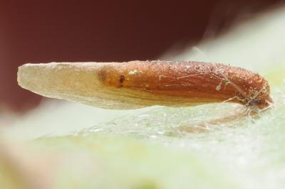 <i>Coleophora trigeminella</i>